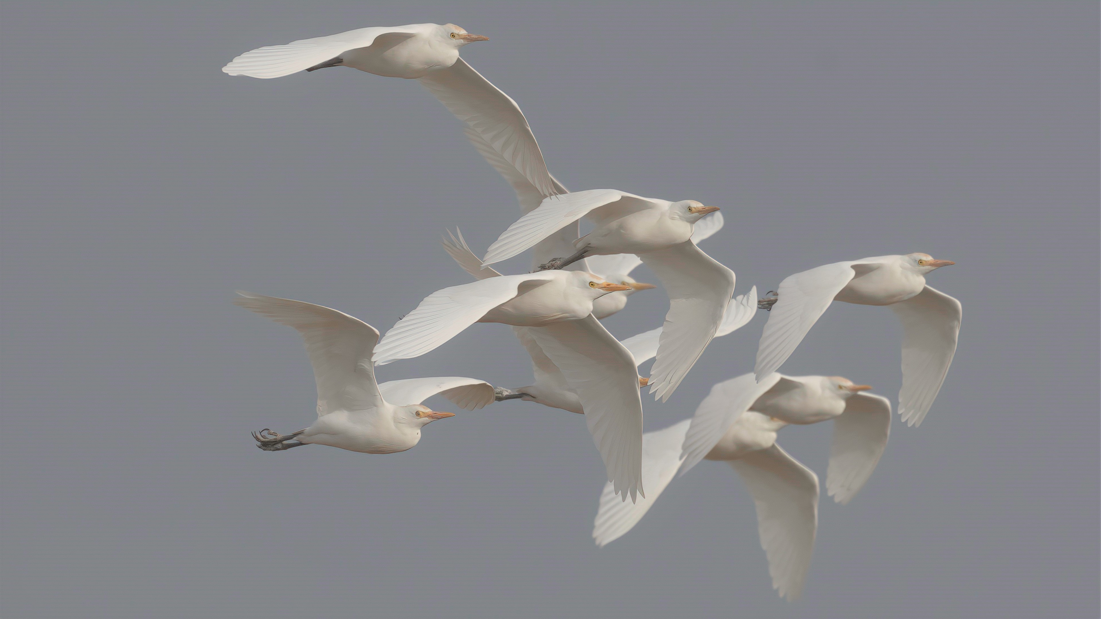 Cattle Egret